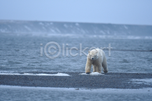 사람없음 JPG 포토 해외이미지 걷기 곰 바다 백곰 북극곰 야생동물 야외 주간 한마리