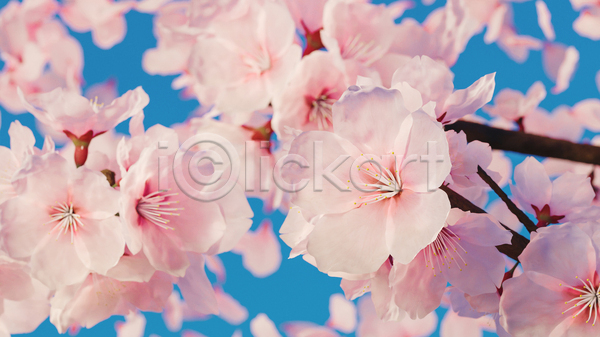 사람없음 JPG 포토 해외이미지 꽃 벚꽃 봄꽃 분홍색