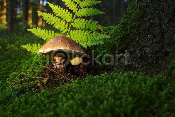 사람없음 JPG 근접촬영 포토 해외이미지 버섯 숲속 야외 자연 잔디 주간 풀잎