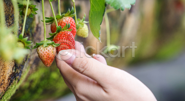 신선 신체부위 JPG 근접촬영 포토 해외이미지 들기 딸기 손 수확 잎 자연 줄기