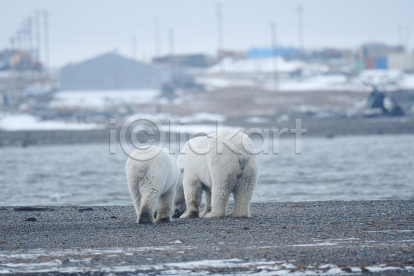 사람없음 JPG 포토 해외이미지 곰 백곰 북극곰 야생동물 야외 주간