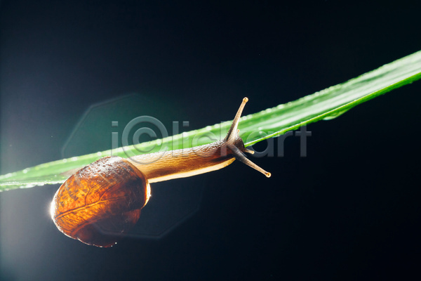 사람없음 JPG 포토 해외이미지 검은배경 기어가기 달팽이(동물) 매달리기 실내 잎 풀(식물) 한마리