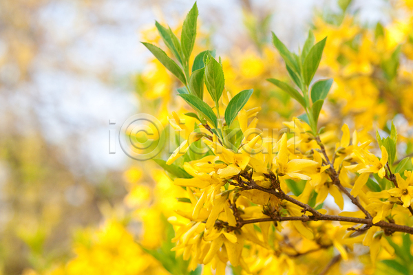 사람없음 JPG 아웃포커스 포토 해외이미지 개나리 노란색 봄 봄꽃 야외 자연 주간 풍경(경치)