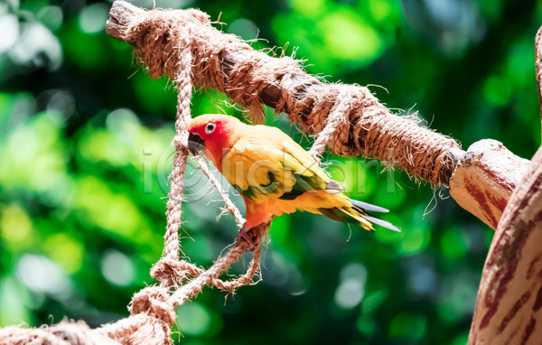 사람없음 JPG 포토 해외이미지 밧줄 앵무새 자연 한마리