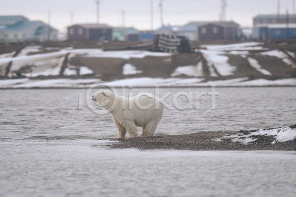 사람없음 JPG 포토 해외이미지 곰 백곰 북극곰 야생동물 야외 주간 한마리