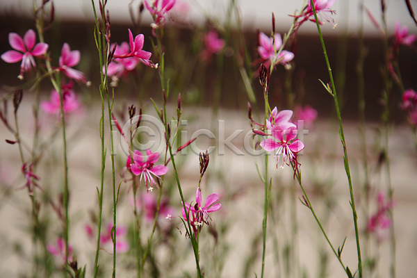 사람없음 JPG 아웃포커스 포토 꽃 꽃봉오리 분홍바늘꽃 야외 잎줄기 자연 주간