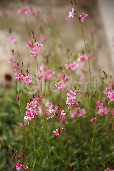 사람없음 JPG 아웃포커스 포토 꽃 꽃봉오리 분홍바늘꽃 야외 자연 주간 풀(식물)