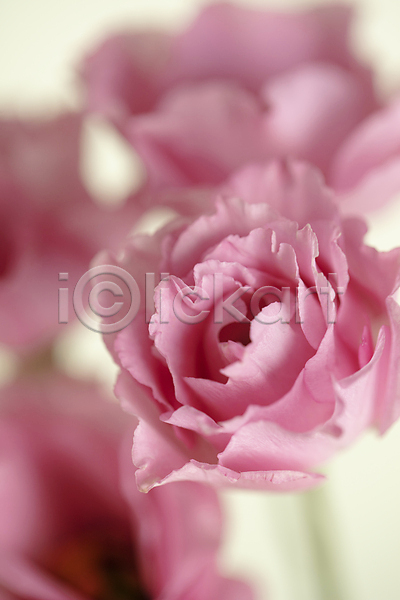 사람없음 JPG 근접촬영 아웃포커스 포토 꽃 리시안셔스 분홍색 실내 여러송이 흰배경