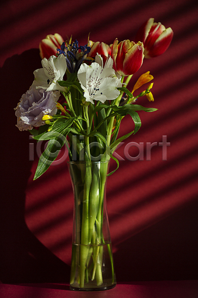 감성 사람없음 JPG 포토 강렬 그림자 꽃병 빨간배경 실내 알스트로에메리아 유리병 튤립 햇빛