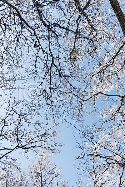 사람없음 JPG 로우앵글 포토 겨울 겨울풍경 나뭇가지 맑음 상고대 설경 야외 제주도 주간 하늘 한라산