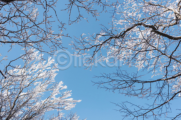 사람없음 JPG 로우앵글 포토 겨울 겨울풍경 나뭇가지 맑음 상고대 설경 야외 제주도 주간 하늘 한라산