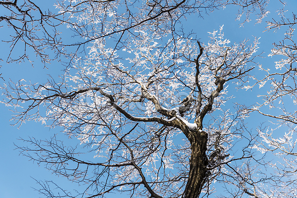 사람없음 JPG 로우앵글 포토 겨울 겨울풍경 나무 맑음 상고대 설경 야외 제주도 주간 하늘 한라산