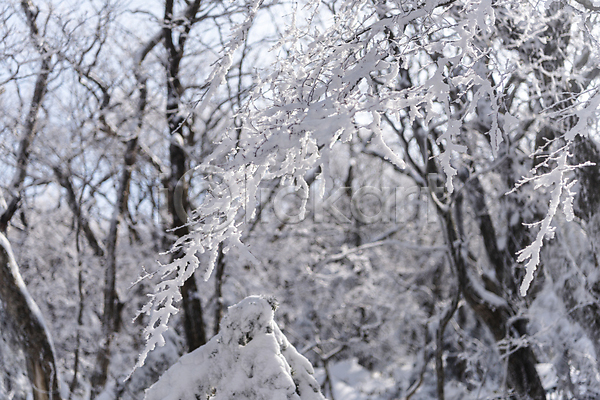 사람없음 JPG 아웃포커스 포토 겨울 겨울풍경 나무 나뭇가지 산속 상고대 설경 야외 제주도 주간 한라산