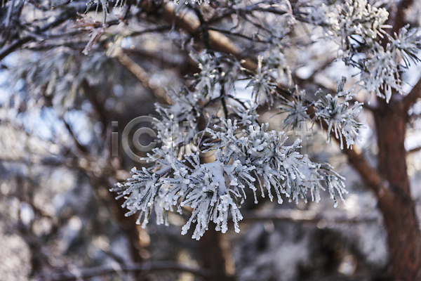 사람없음 JPG 아웃포커스 포토 겨울 겨울풍경 나뭇가지 상고대 설경 야외 제주도 주간 한라산