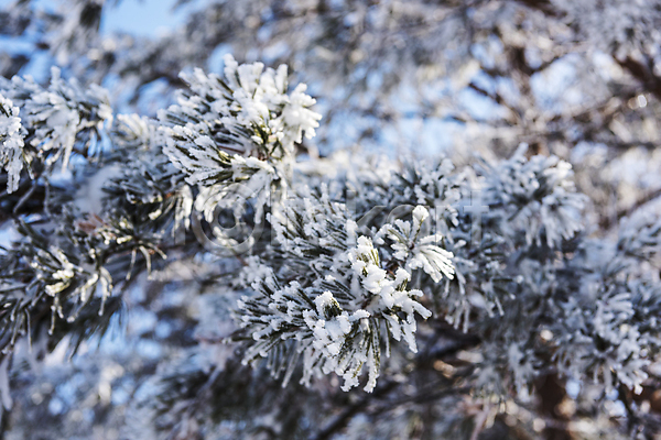 사람없음 JPG 아웃포커스 포토 겨울 겨울풍경 나뭇가지 상고대 설경 야외 제주도 주간 한라산