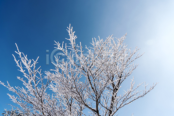사람없음 JPG 포토 겨울 겨울풍경 나무 나뭇가지 맑음 상고대 설경 야외 제주도 주간 하늘 한라산