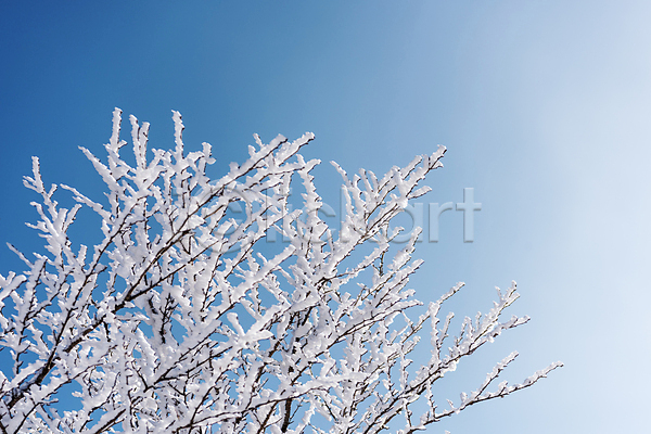 사람없음 JPG 포토 겨울 겨울풍경 나뭇가지 맑음 상고대 설경 야외 제주도 주간 하늘 한라산