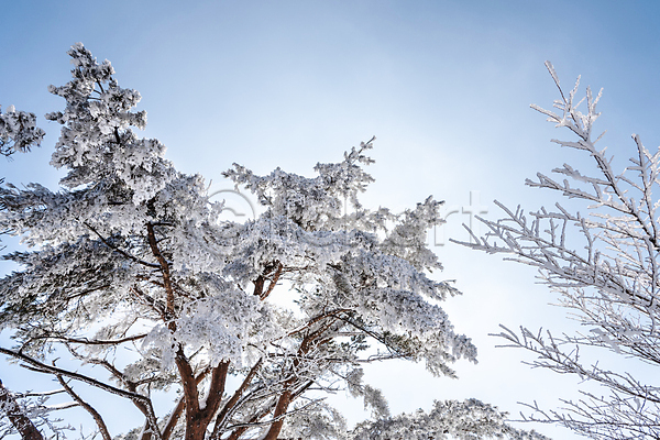 사람없음 JPG 포토 겨울 겨울풍경 나무 맑음 상고대 설경 야외 제주도 주간 하늘 한라산