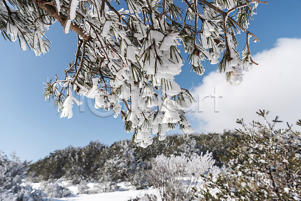 사람없음 JPG 포토 겨울 겨울풍경 구름(자연) 나뭇가지 눈꽃 맑음 상고대 설경 야외 제주도 주간 하늘 한라산