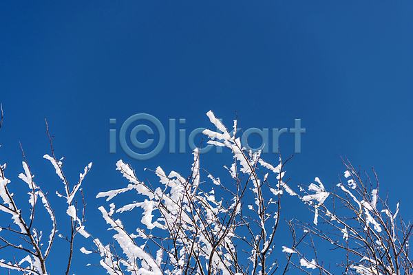 사람없음 JPG 포토 겨울 겨울풍경 나뭇가지 눈꽃 맑음 상고대 설경 야외 제주도 주간 하늘 한라산