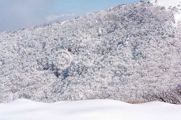 사람없음 JPG 포토 겨울 겨울풍경 나무 눈(날씨) 눈덮임 상고대 설경 야외 제주도 주간 한라산