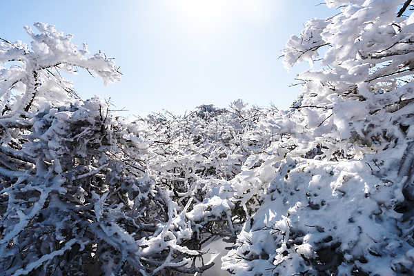 사람없음 JPG 포토 겨울 겨울풍경 나무 맑음 상고대 설경 야외 제주도 주간 하늘 한라산 햇빛