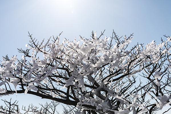 사람없음 JPG 포토 겨울 겨울풍경 나뭇가지 맑음 상고대 설경 야외 제주도 주간 하늘 한라산 햇빛