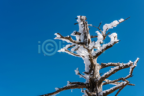 사람없음 JPG 포토 겨울 겨울풍경 나뭇가지 눈꽃 맑음 상고대 설경 야외 제주도 주간 하늘 한라산