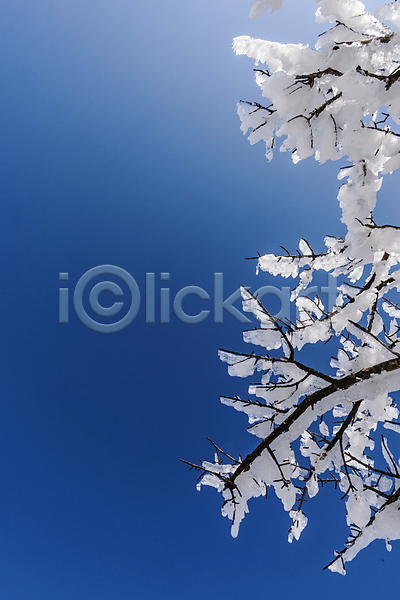 사람없음 JPG 포토 겨울 겨울풍경 나뭇가지 맑음 상고대 설경 야외 제주도 주간 하늘 한라산