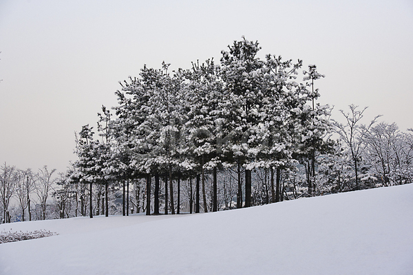 사람없음 JPG 포토 겨울풍경 공원 눈(날씨) 눈꽃 눈덮임 설경 소나무 숲 야외 자연 주간