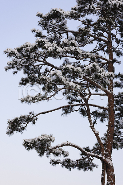 사람없음 JPG 포토 겨울풍경 눈(날씨) 눈꽃 눈덮임 소나무 야외 자연 주간 하늘