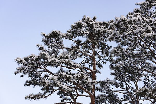 사람없음 JPG 포토 겨울풍경 눈꽃 눈덮임 소나무 야외 자연 주간 하늘