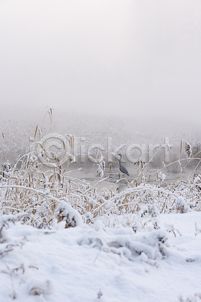 사람없음 JPG 포토 갈대밭 강 겨울풍경 눈(날씨) 눈덮임 설경 안개 야외 왜가리 자연 주간 한마리