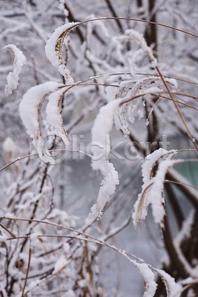 사람없음 JPG 아웃포커스 포토 갈대(식물) 겨울풍경 눈(날씨) 눈덮임 설경 야외 자연 주간