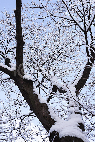 사람없음 JPG 로우앵글 포토 겨울풍경 나무 눈(날씨) 눈꽃 눈덮임 야외 자연 주간