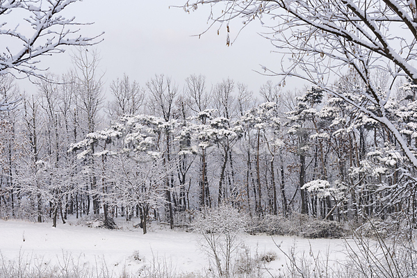 사람없음 JPG 포토 겨울풍경 공원 눈(날씨) 눈꽃 눈덮임 설경 숲 야외 자연 주간