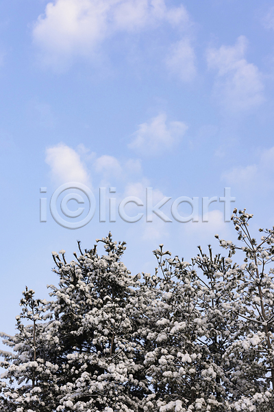 사람없음 JPG 포토 겨울풍경 구름(자연) 눈꽃 소나무 야외 자연 주간 하늘