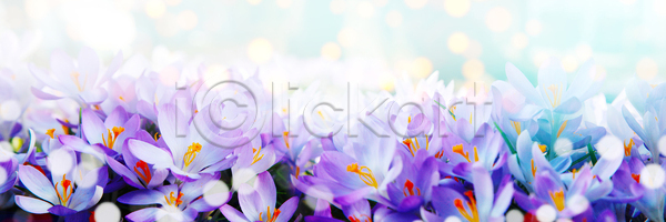 성장 신선 사람없음 JPG 포토 해외이미지 4월 개화 겨울 계절 공원 꽃 꽃다발 꽃무늬 꽃잎 내추럴 밭 백그라운드 벚꽃 보라색 봄 부활절 식물 야외 원예 잎 자연 정원 제비꽃 줄기 초록색 초원 컬러풀 풍경 해외포토 햇빛 헌병 환경 휴가