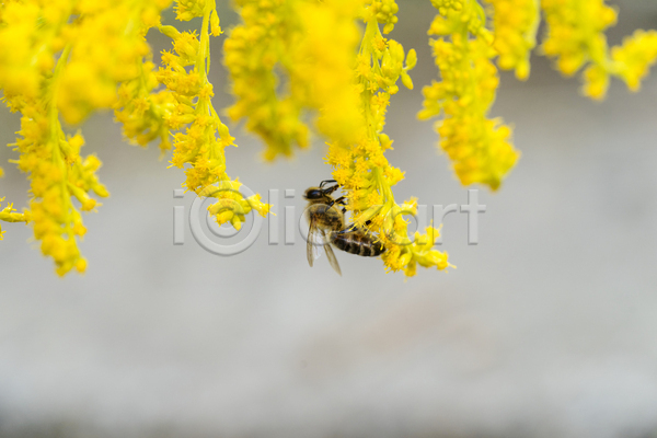 사람없음 JPG 소프트포커스 포토 해외이미지 꽃 꿀벌 벌(곤충)