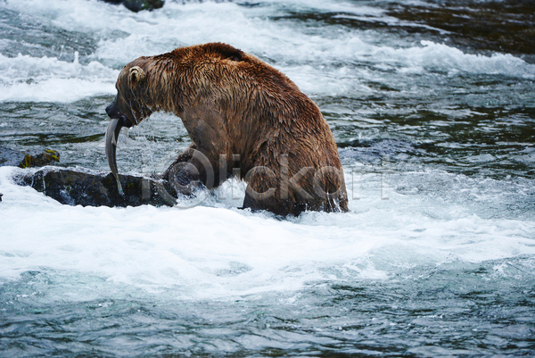 사람없음 JPG 포토 해외이미지 강 곰 물기(모션) 사냥 야생동물 야외 연어 젖음 주간 한마리