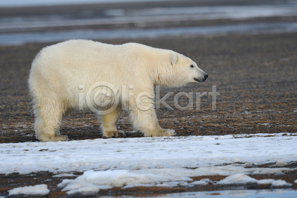 사람없음 JPG 아웃포커스 포토 해외이미지 곰 백곰 북극곰 야생동물 야외 주간 한마리