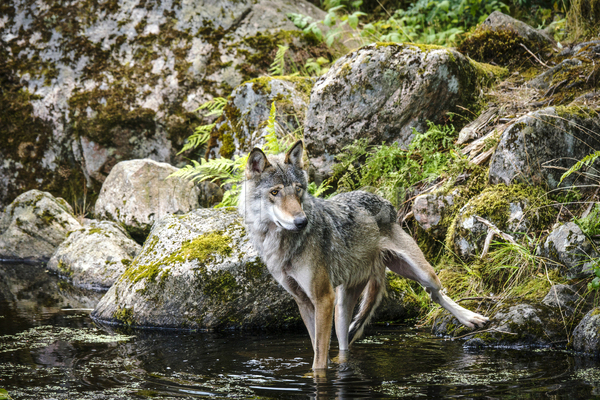 사람없음 JPG 포토 해외이미지 강 늑대 돌(바위) 야생동물 야외 주간 한마리