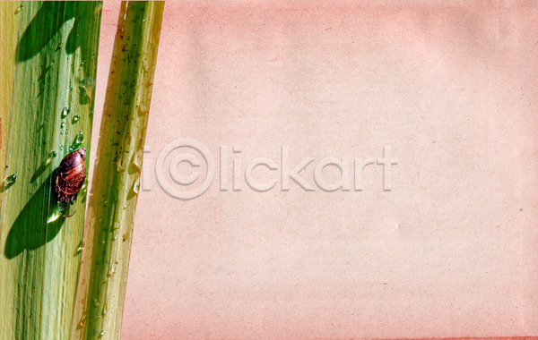 사람없음 JPG 포토 해외이미지 그림자 기어가기 달팽이(동물) 물방울 분홍색배경 야외 잎 주간 풀(식물) 한마리