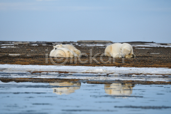 사람없음 JPG 포토 해외이미지 곰 눕기 반사 백곰 북극곰 세마리 야생동물 야외 잠 주간