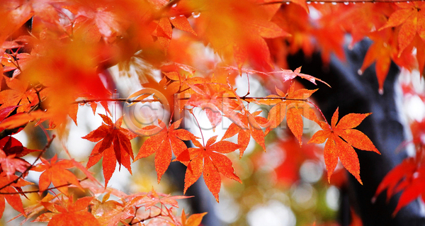 사람없음 JPG 소프트포커스 아웃포커스 포토 해외이미지 가을(계절) 단풍 단풍나무 빨간색 야외 주간 풍경(경치)