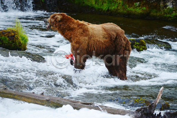 사람없음 JPG 포토 해외이미지 강 곰 야생동물 야외 주간 폭포 한마리