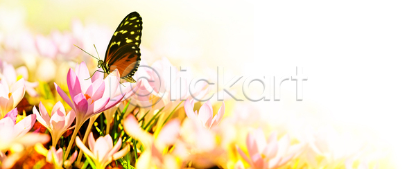 성장 신선 사람없음 JPG 포토 해외이미지 4월 개화 겨울 계절 공원 꽃 꽃가루 꽃다발 꽃무늬 꽃잎 내추럴 들꽃 밭 벚꽃 보라색 봄 부활절 식물 야외 원예 잎 자연 정원 제비꽃 초록색 컬러풀 해외포토 햇빛 헌병 화단