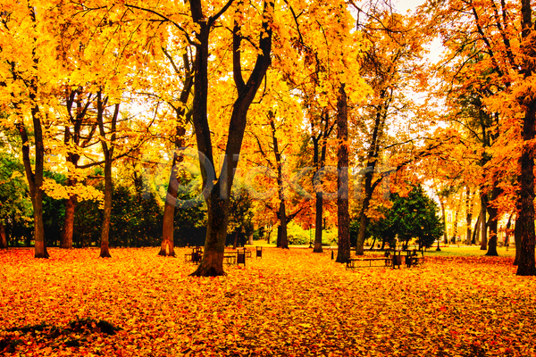 사람없음 JPG 포토 해외이미지 가을(계절) 공원 낙엽 단풍 단풍나무 야외 주간 주황색 풍경(경치)