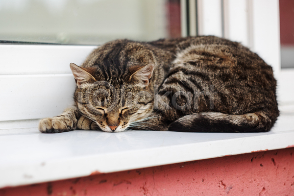 귀여움 사람없음 JPG 포토 해외이미지 고양이 눕기 반려동물 안락 창문