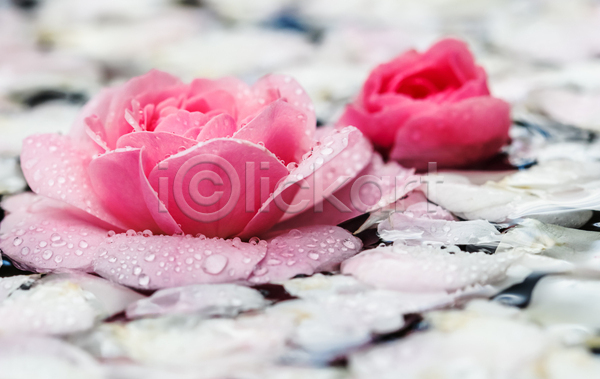 떨어짐 사람없음 JPG 아웃포커스 포토 해외이미지 꽃잎 떠있는 물 물방울 분홍색 블러 장미